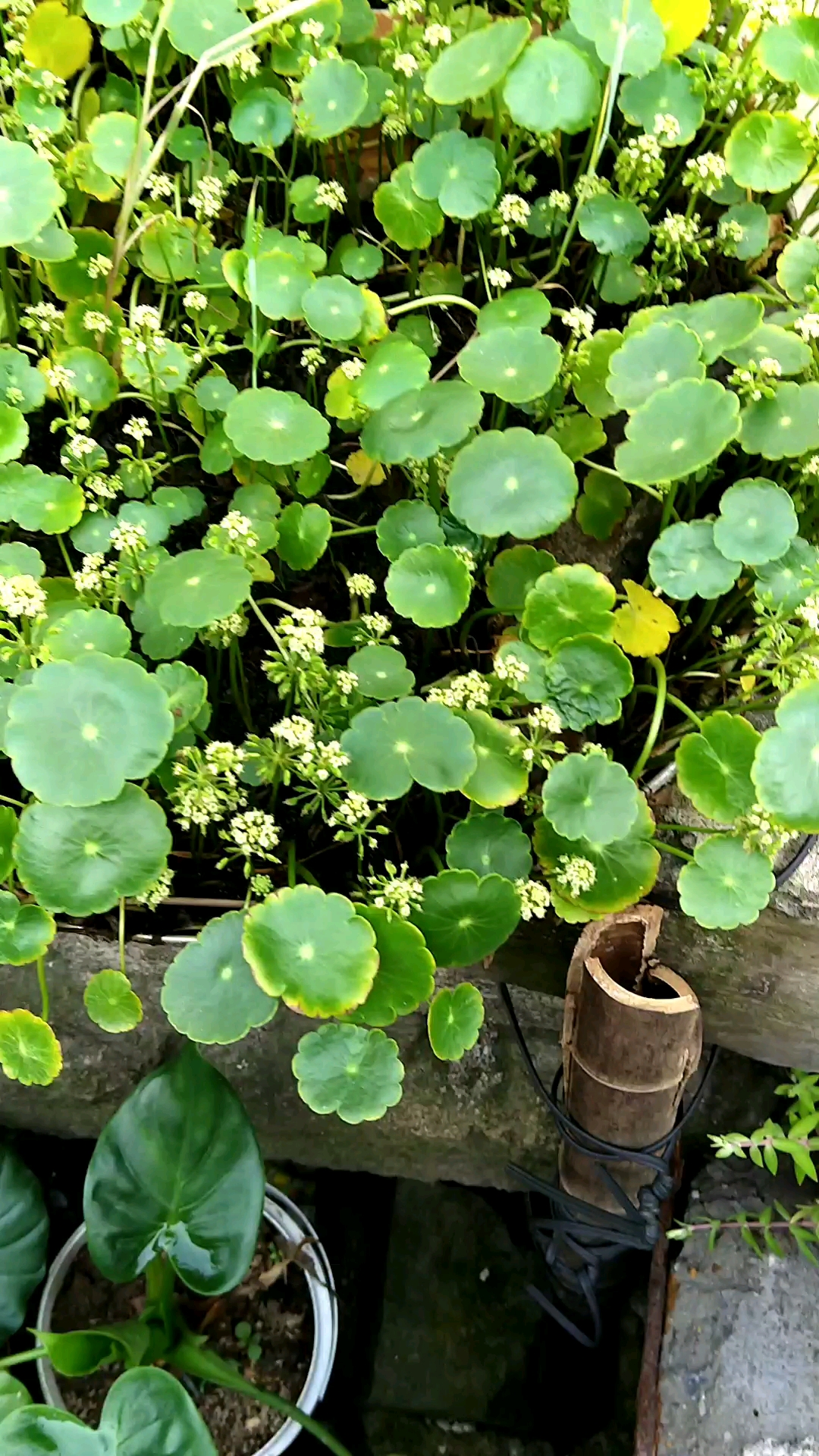 铜钱草开花见过吗?娇小柔弱的一颗棵花朵.