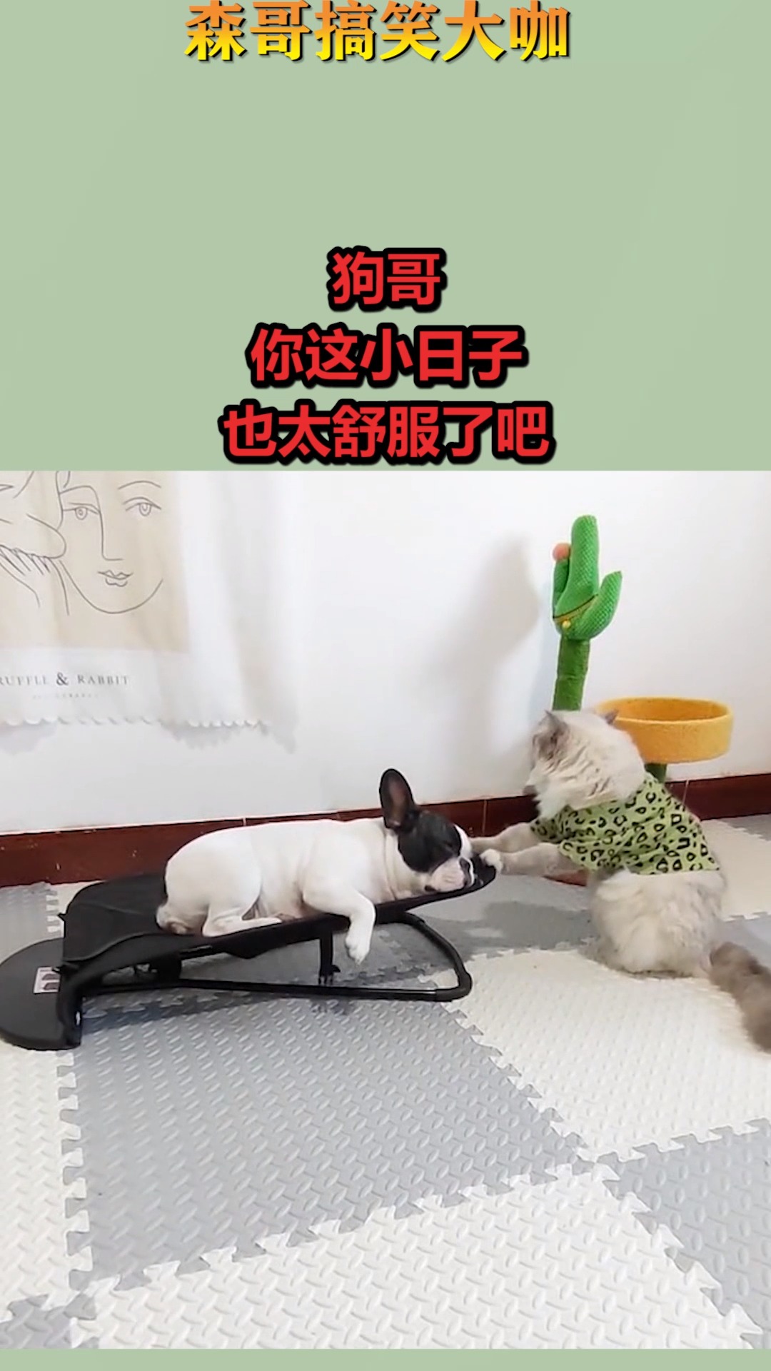 搞笑視頻#狗哥,你這小日子,也太舒服了吧