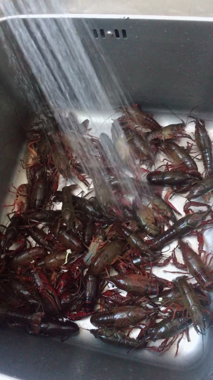 洗龙虾
