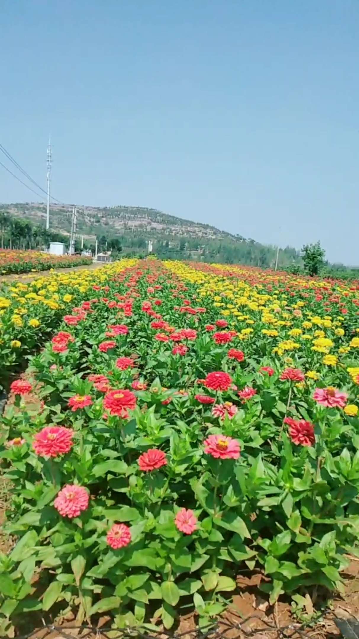 东方左岸假日小镇