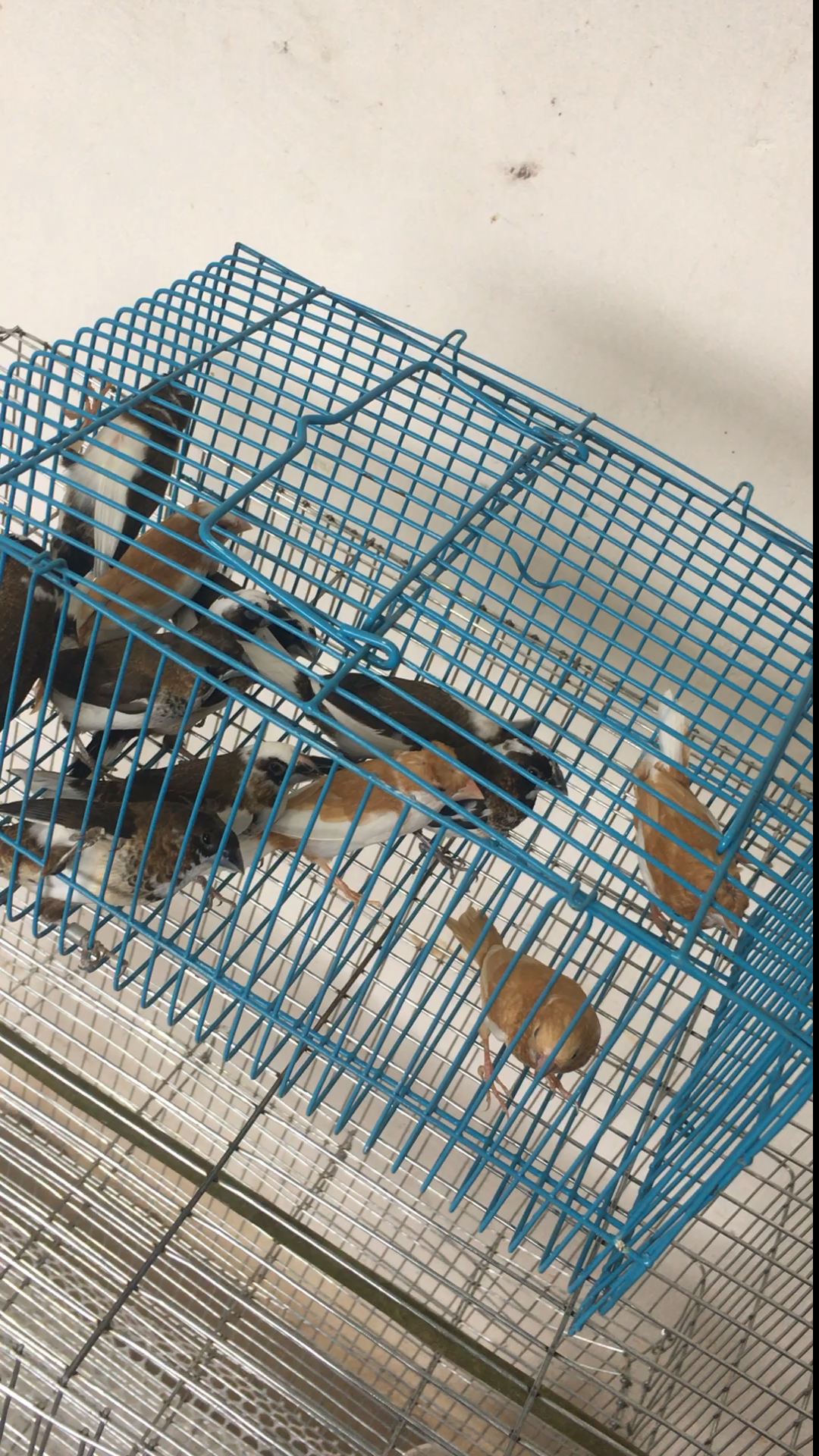 十姐妹保姆鸟 容易繁殖 爱干净 不怕人