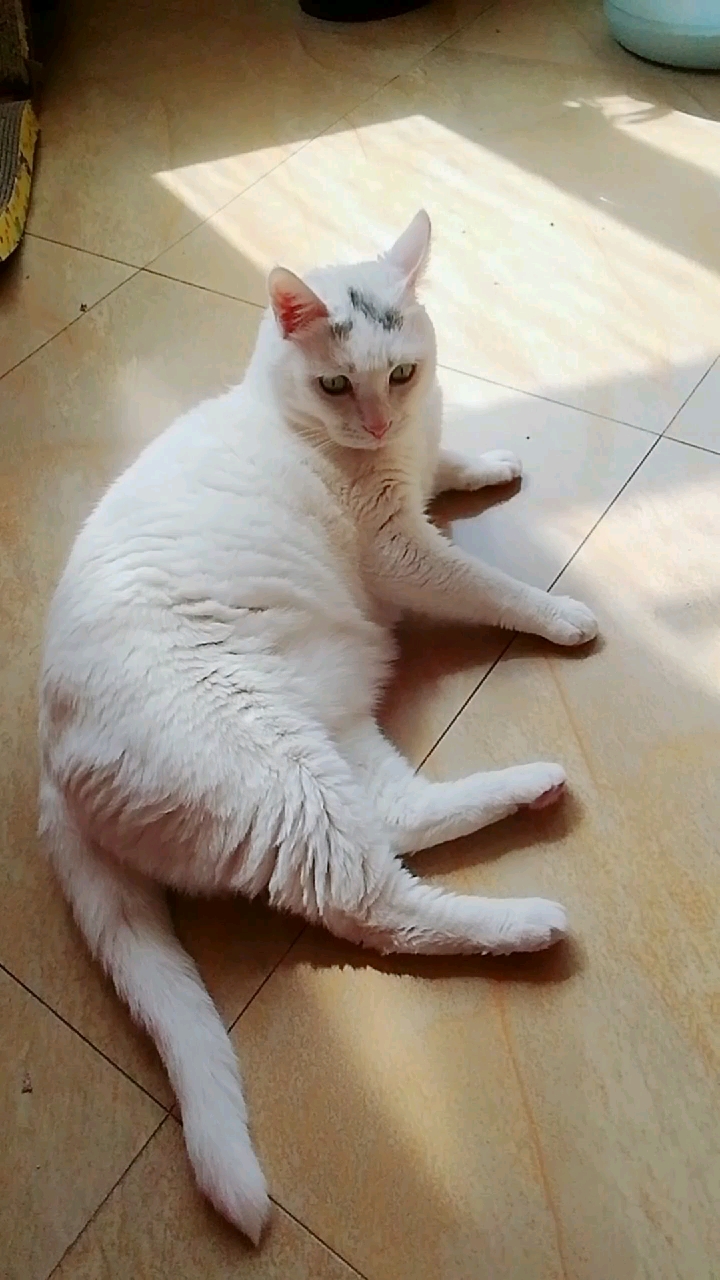 这是一个大笨猫什么都不会