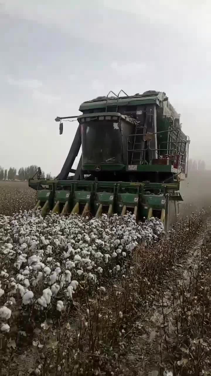新疆塔里木盆地,今天机采棉花风好大.