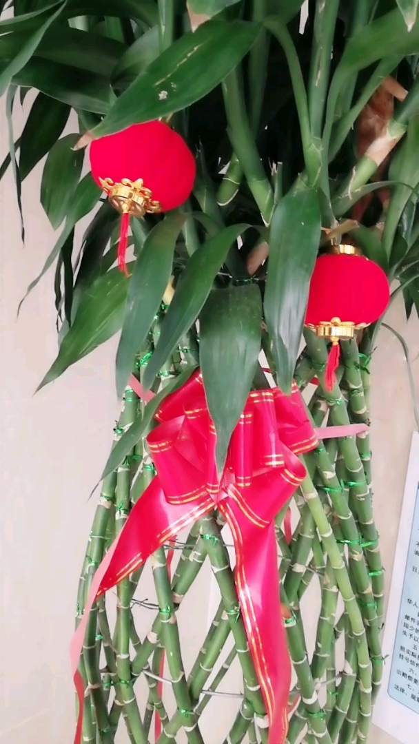富贵竹高高挂红灯笼!