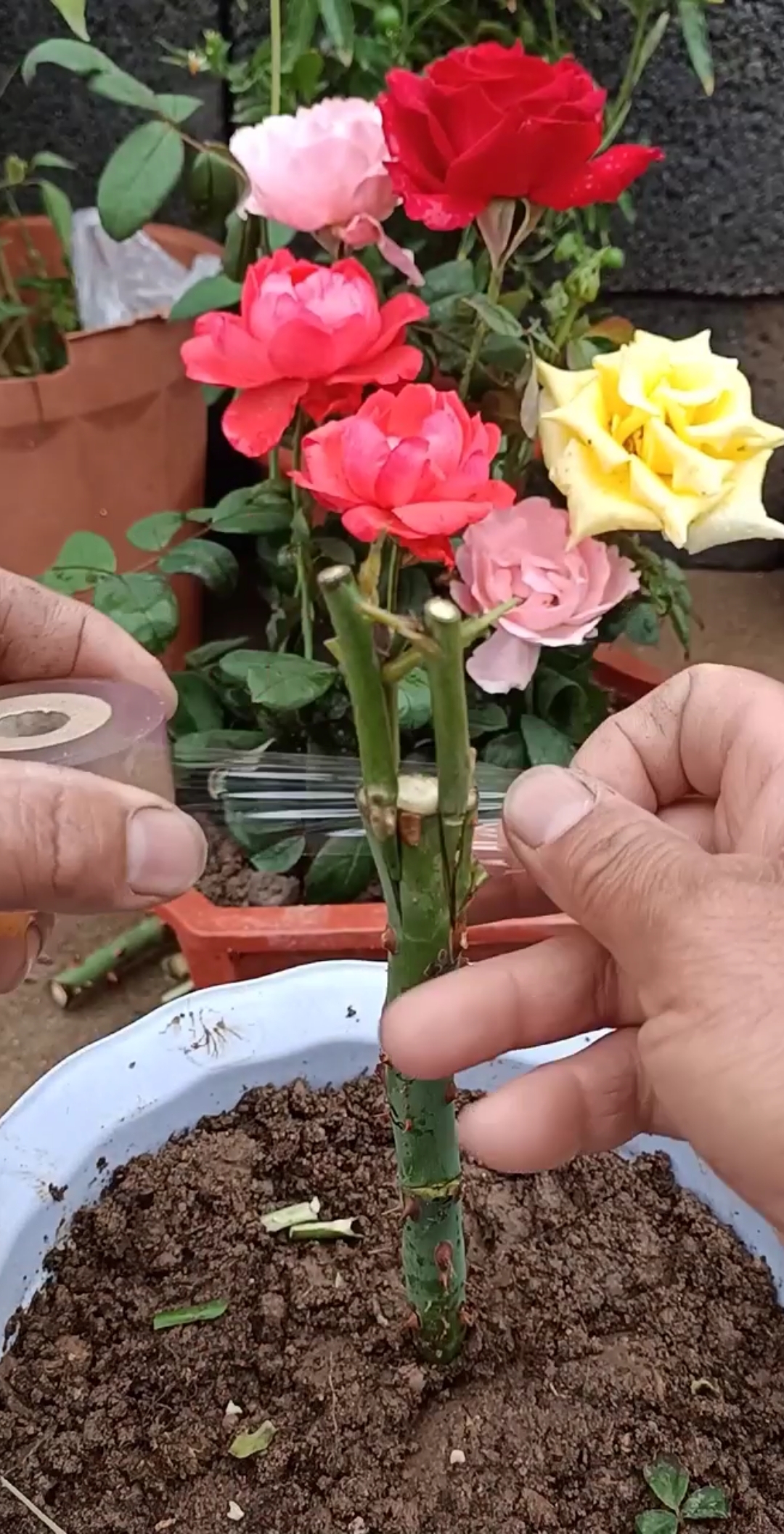 红刺藤嫁接玫瑰技术图片