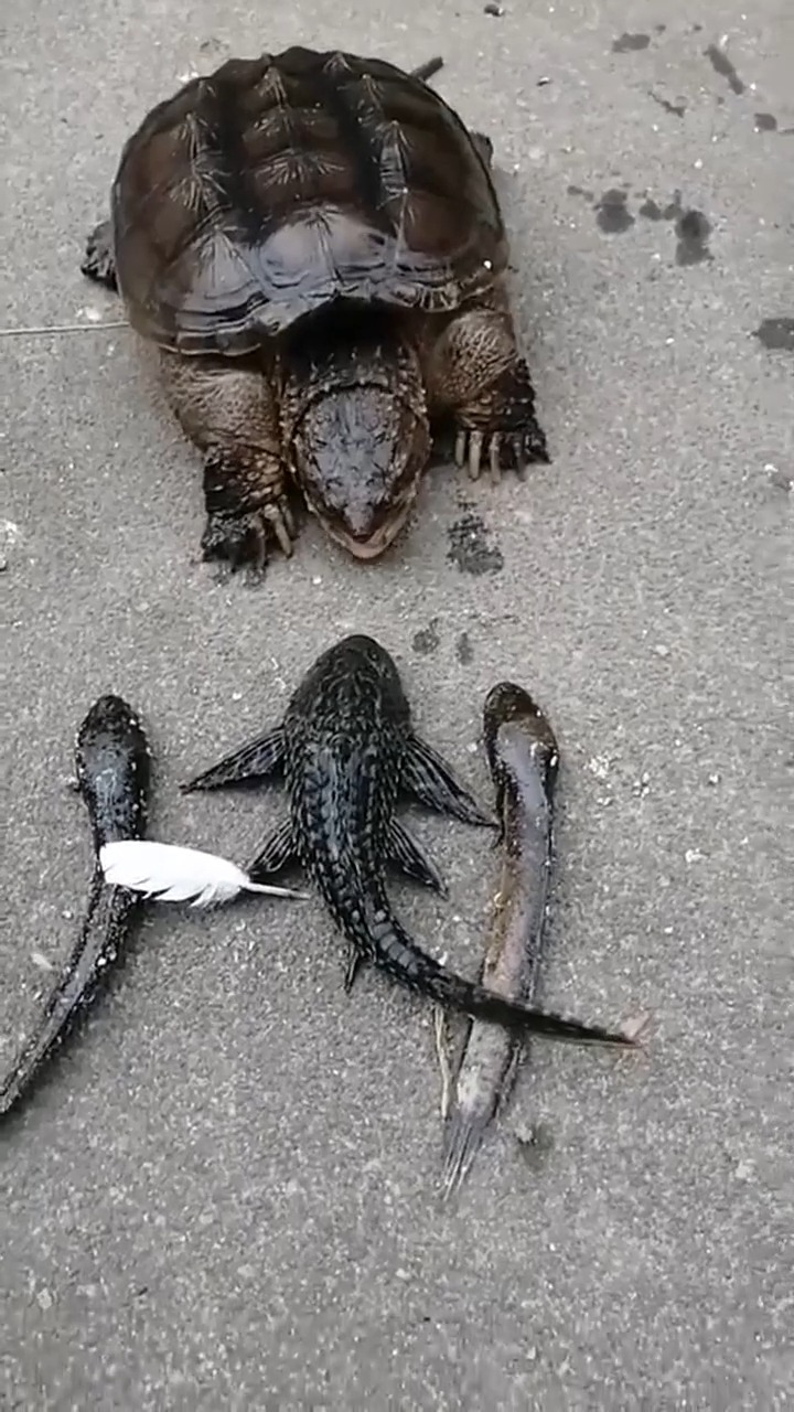 娱乐#鳄鱼龟陆地中捕食清道夫