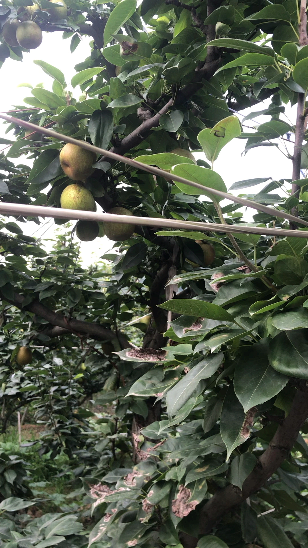 乡村生活#苏州树山采梨了,超级甜的翠冠梨