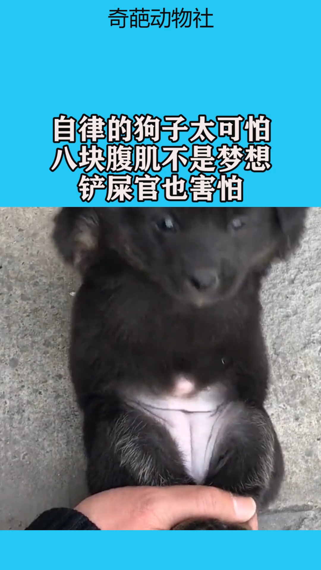 我要上热门#自律的狗子太可怕,八块腹肌不是梦想,铲屎官也害怕