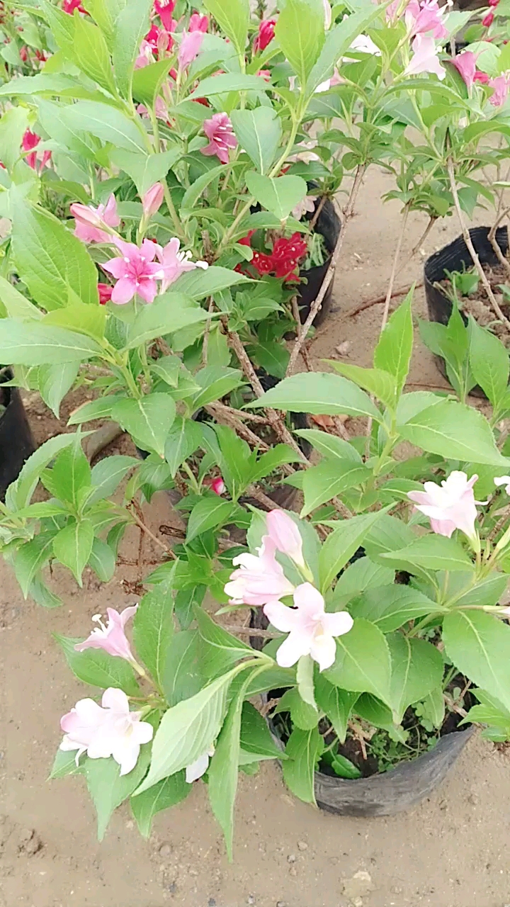 最美人间四月天#草杜鹃.