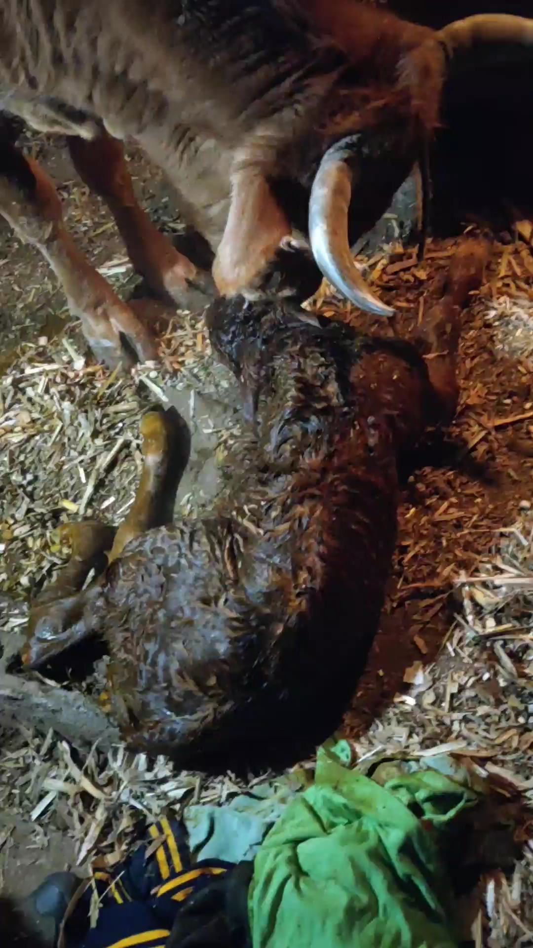 婆婆家的牛下崽喽!城里人没见过啊,第一次见!