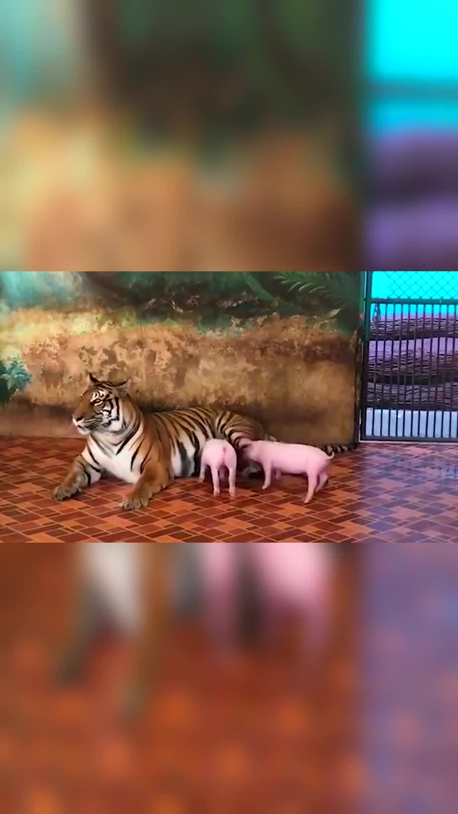 老虎不发威,真拿我当病猫啊