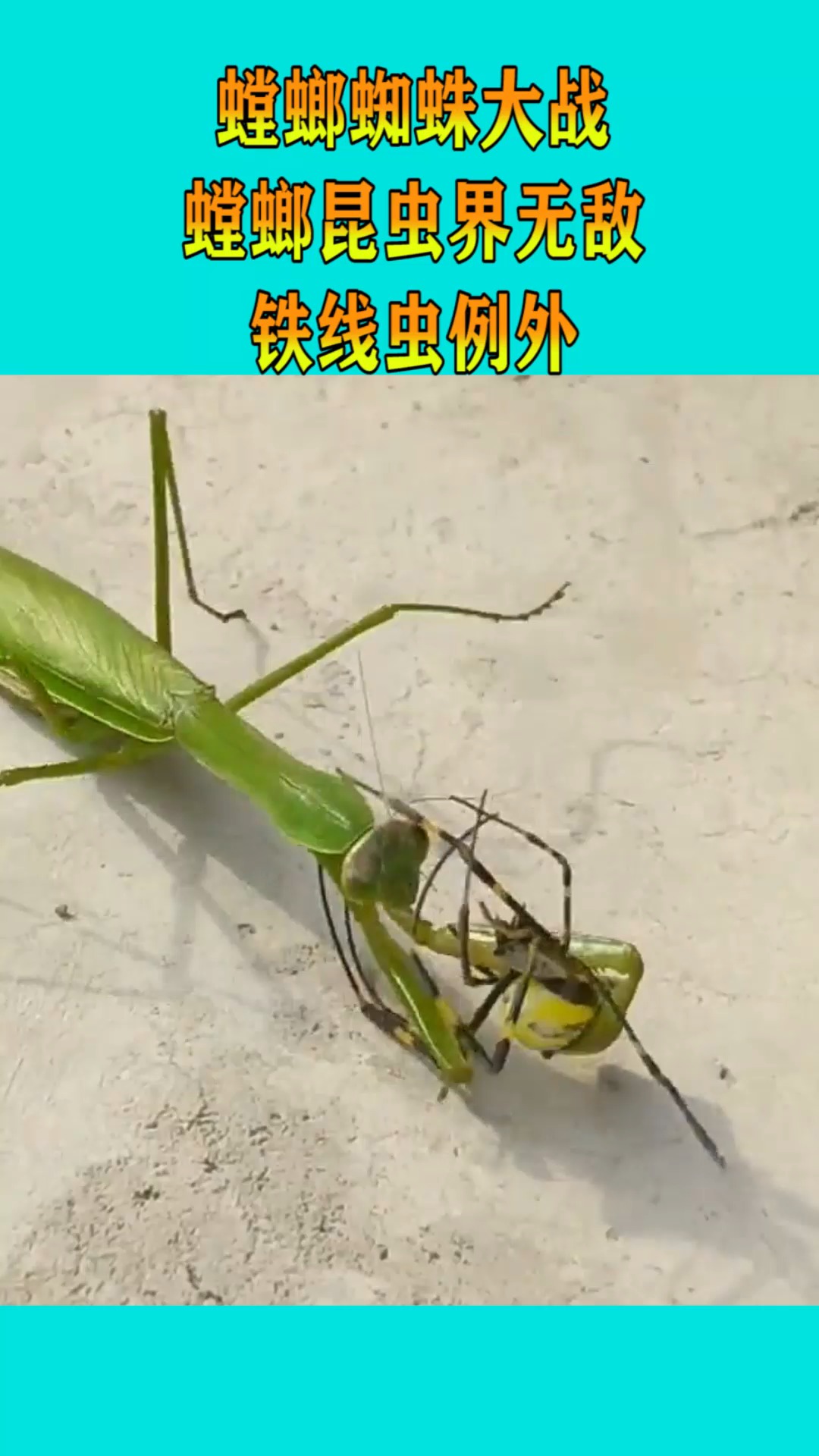 螳螂蜘蛛大战,螳螂昆虫界无敌,铁线虫例外!