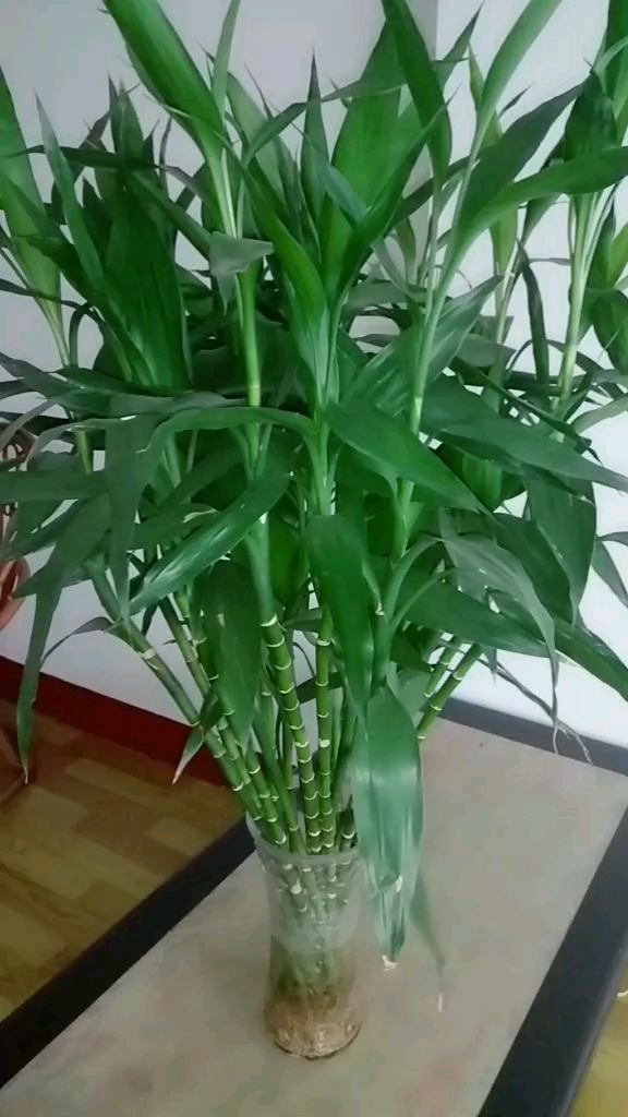 朋友家养的富贵竹真好