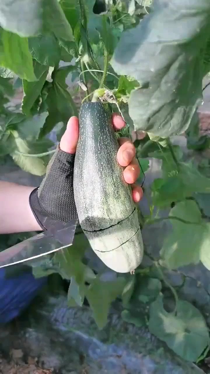 第一次见这么馋人的牛角蜜,切开的那一刻,口水要绷不住了!