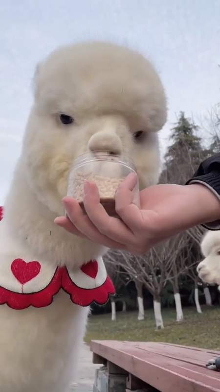 傻驼子也不知道自己可爱 它只知道吃