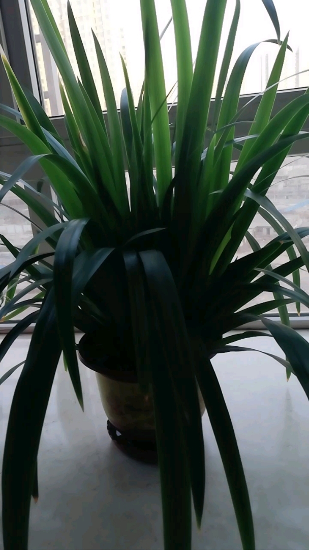 2019,立个新年flag#鸠尾兰也挺好的