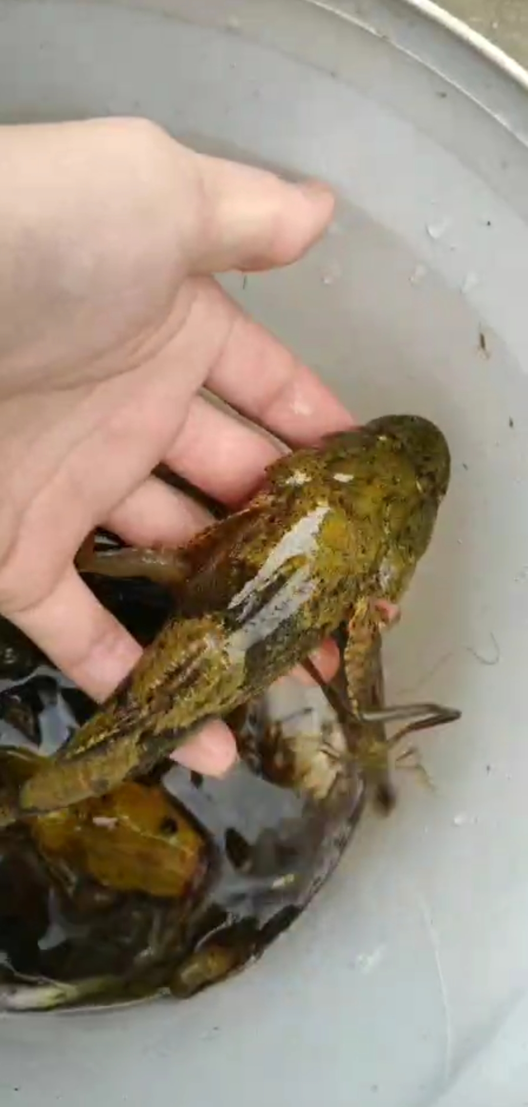 三农#这么大的番薯鱼有没有人见过的