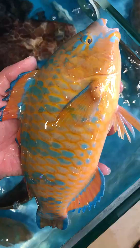 颜色不错吧,它叫青衣鱼哦.