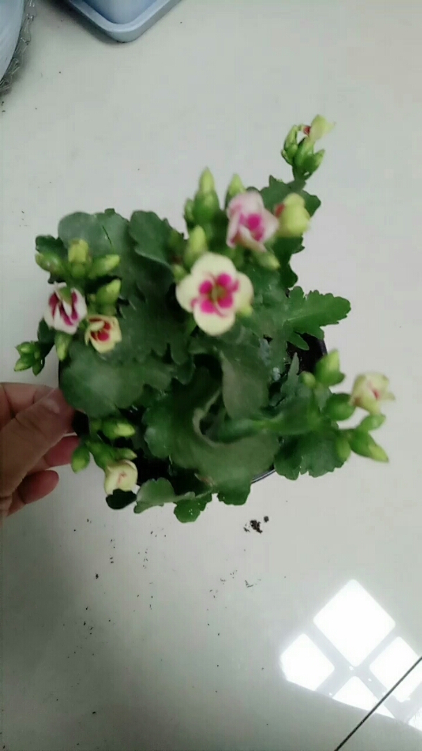 长寿花精灵系,珍珠粉,萌萌哒