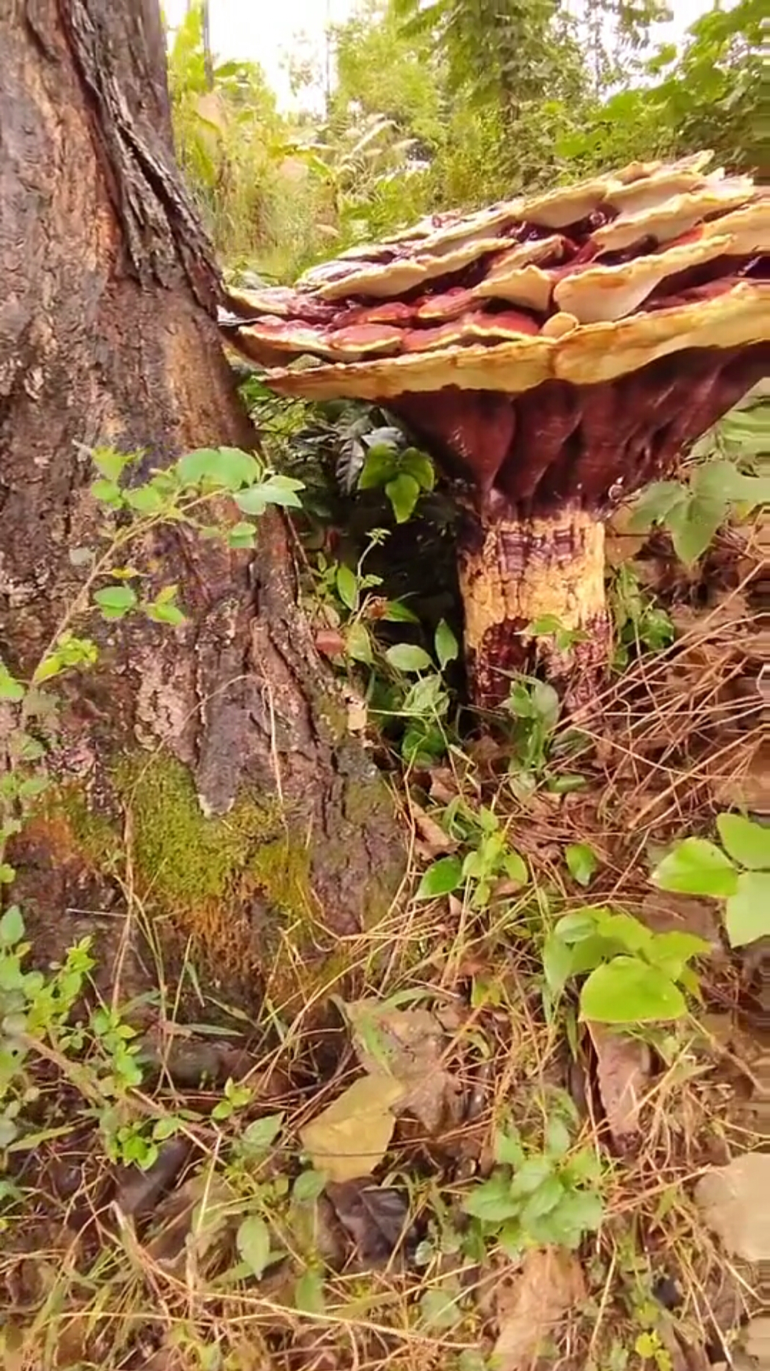 千年灵芝草看见的人都发大财11