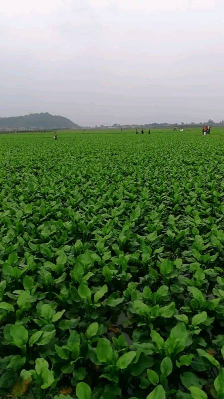 大家看一下,这泽泻长得怎么样?-度小视