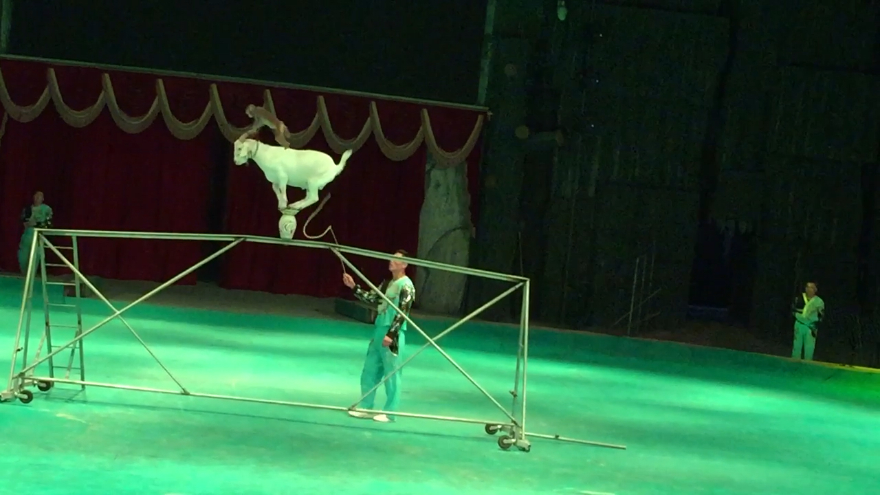 山羊表演.多谢关注我的小伙伴们.么么哒!爱你们哦!