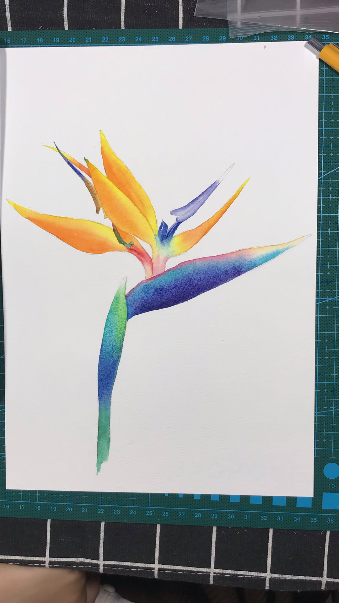 水彩天堂鸟示范