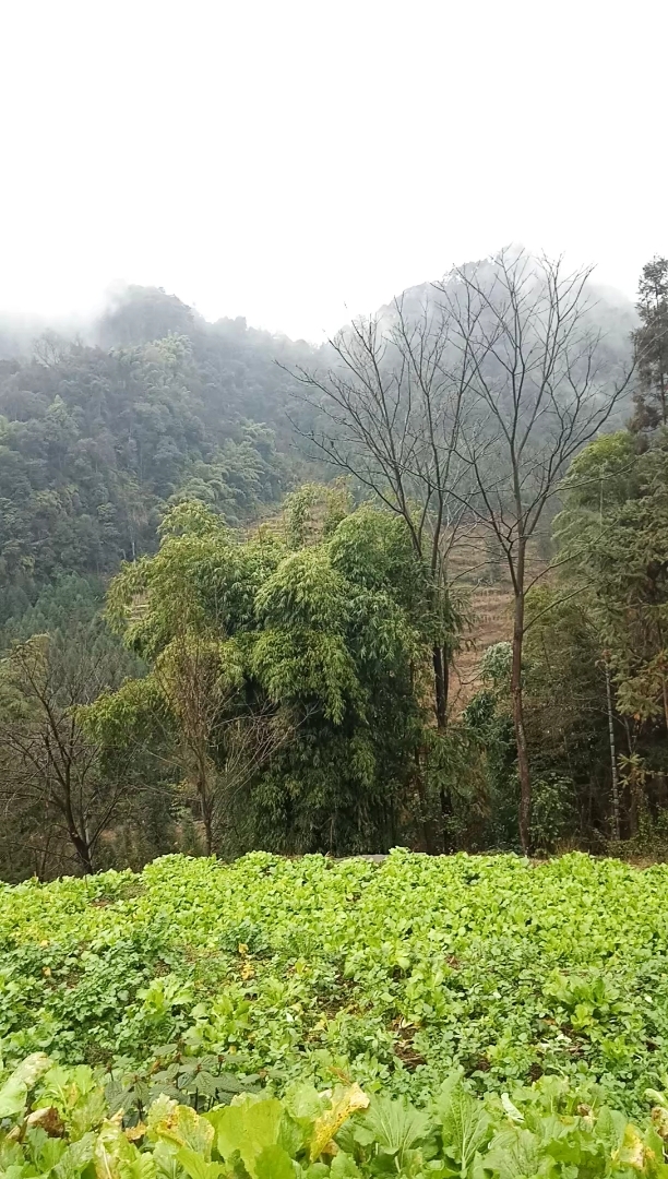 美来源于大自然,还是我们农村空气好