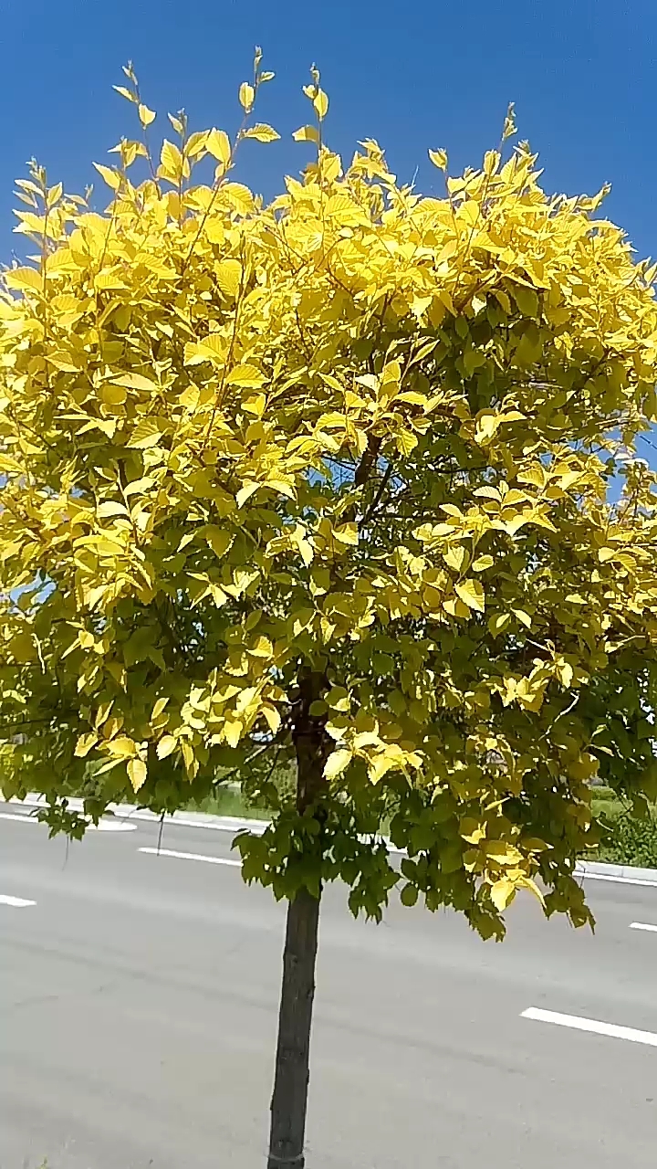 黄色的树,好漂亮