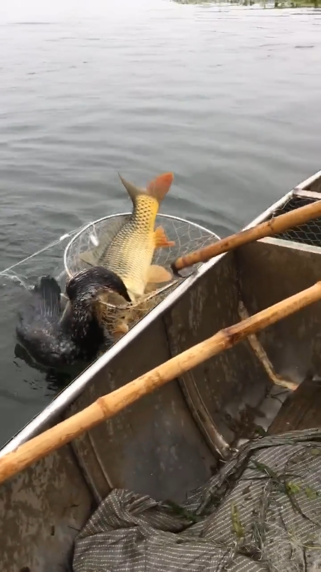 这不是特效,是真的抓到大鱼了