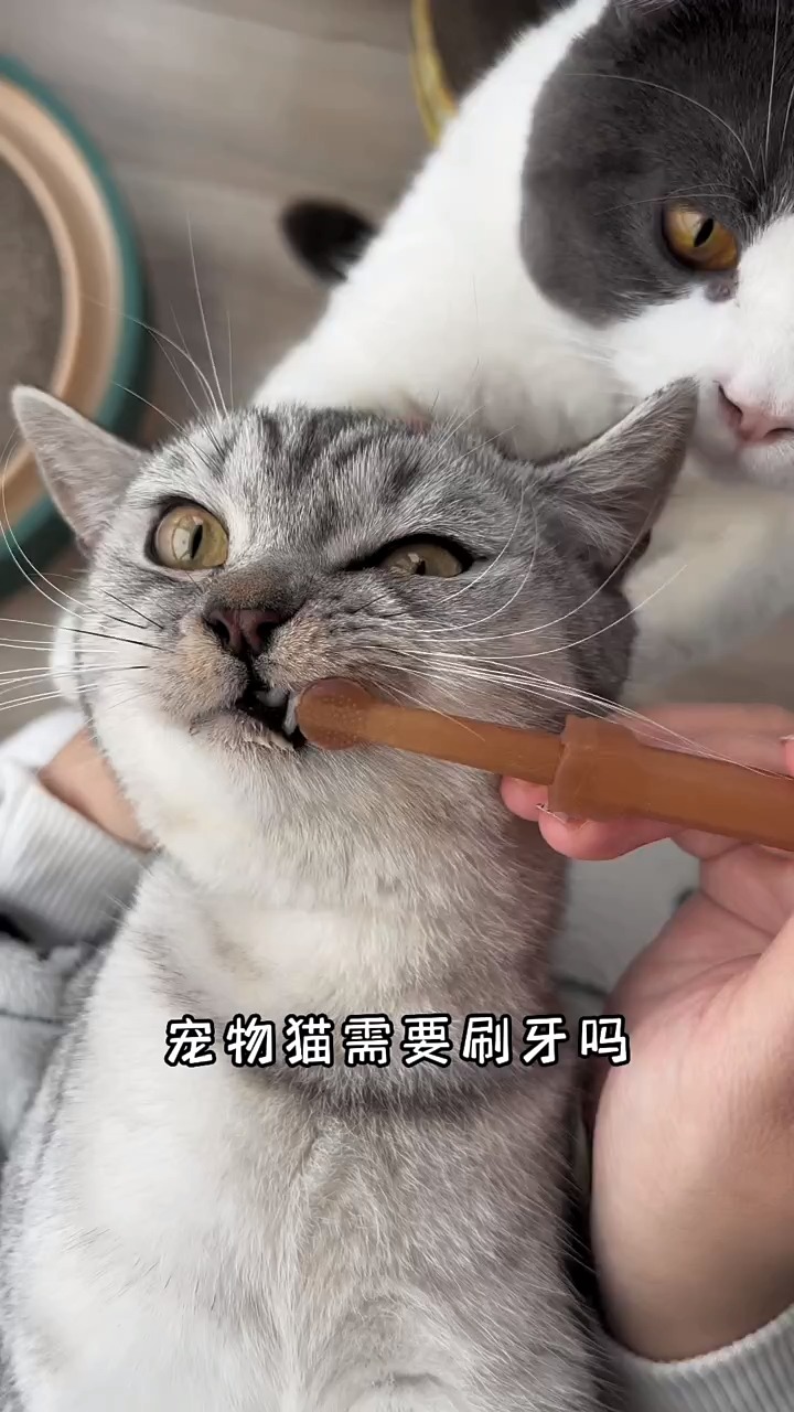 别再给猫刷牙了,猫咪都喜欢啃咬木天蓼磨牙洁齿!