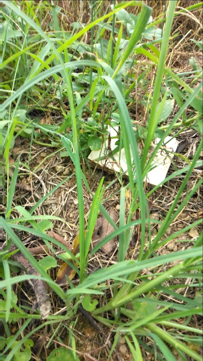 路边都是铁钉,这是故意害人