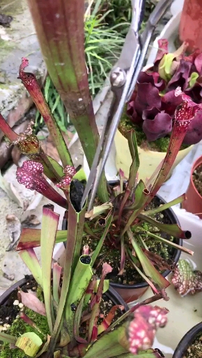 好物推荐#家里养的食虫草 这胃口也好了吧 自己都不敢相信