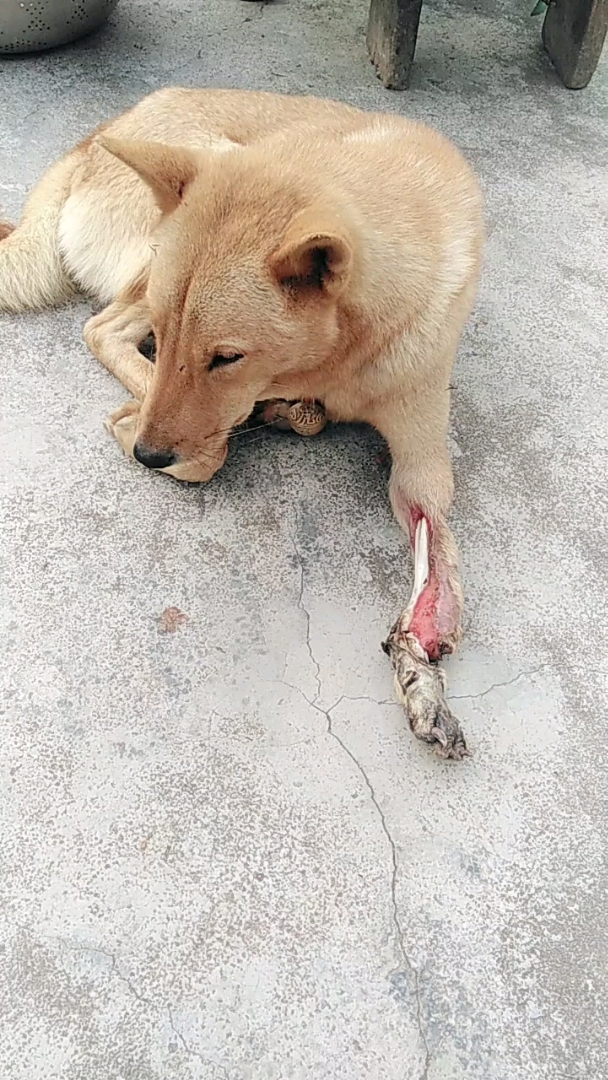 可怜的它终于挺过来了