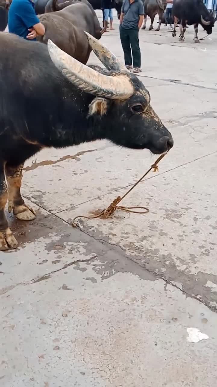 《云南文山小铁牛》