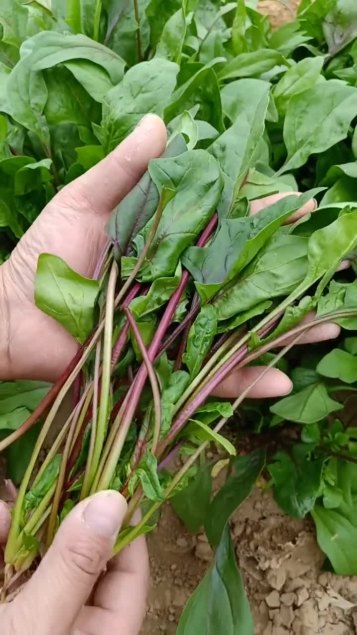 紫菠菜大家见过吗?我种了一些,很不错哦