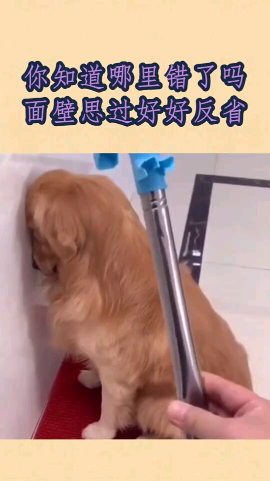 面壁思过,好好反省,知道哪里错了