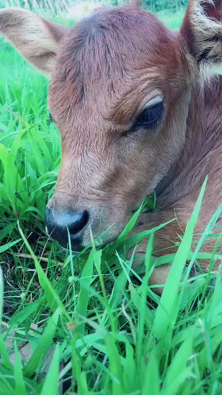 萌萌的小牛犊近距离欣赏