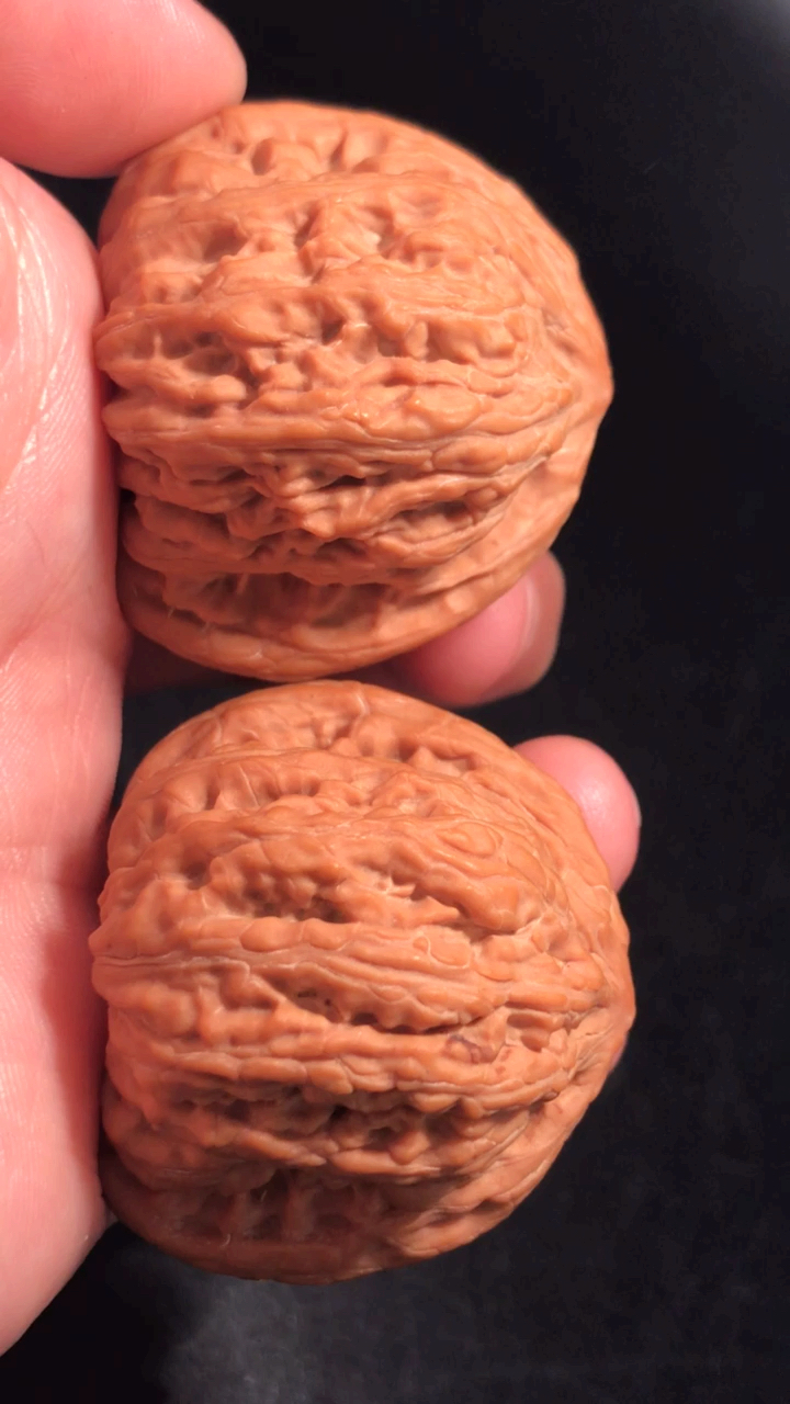 野生密纹狮子头