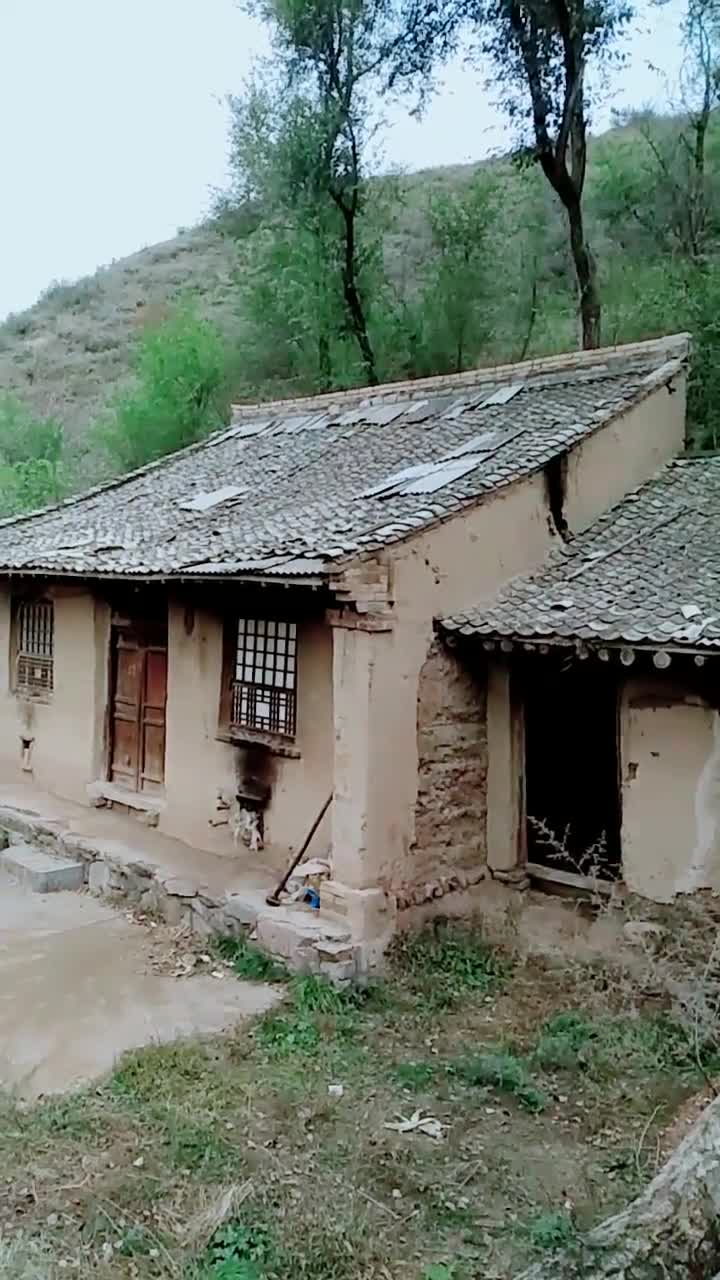 白涯涯的黄沙岗,挺起棵钻头杨.