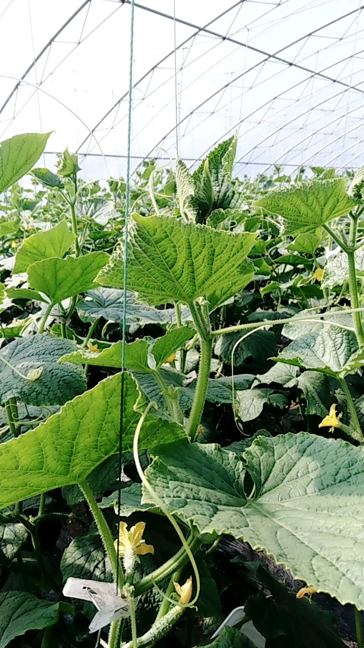 黄瓜长这么多须,我都掐不过来了.