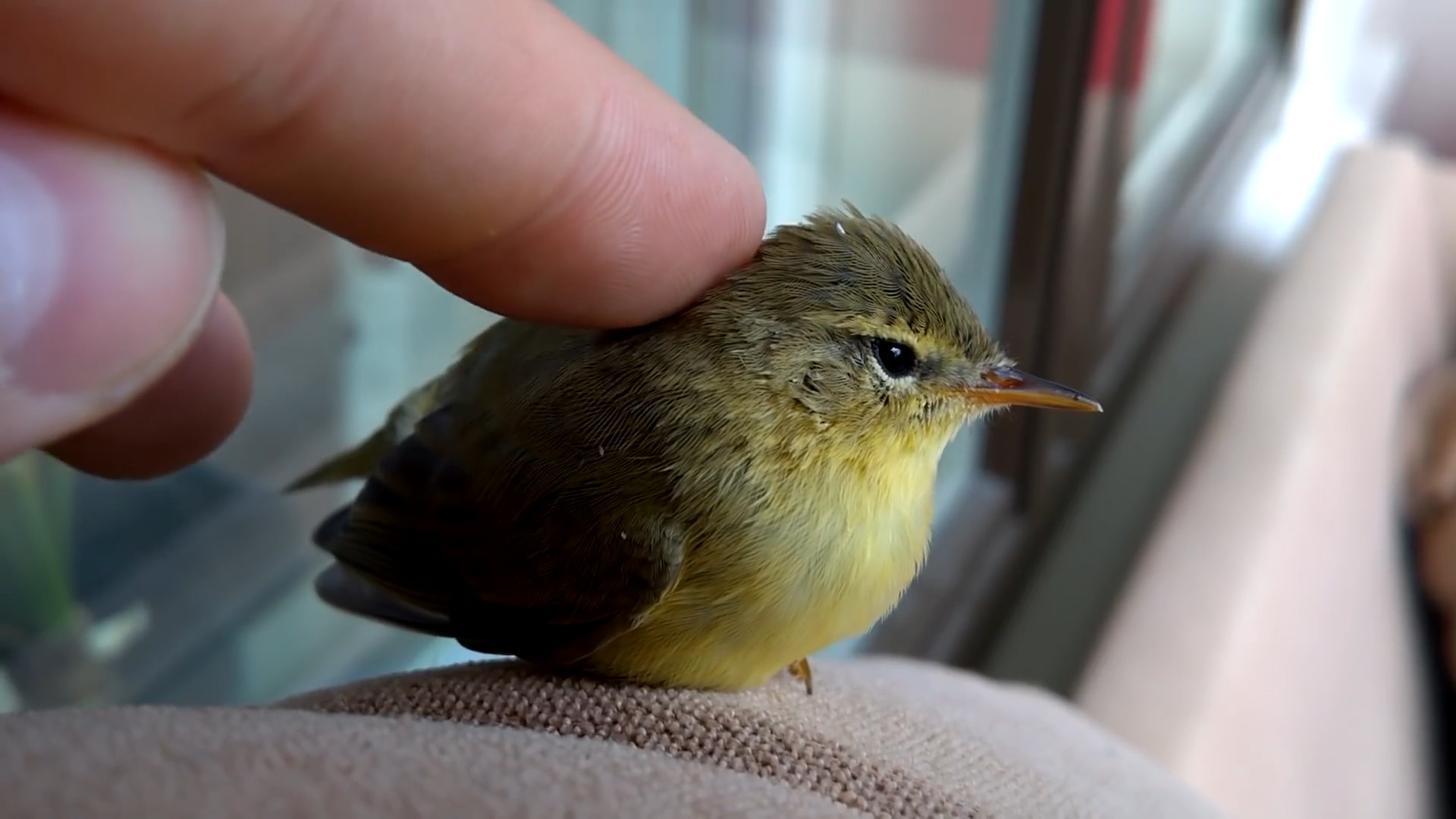 比手指头大不了多少的小鸟,竟然如此亲人