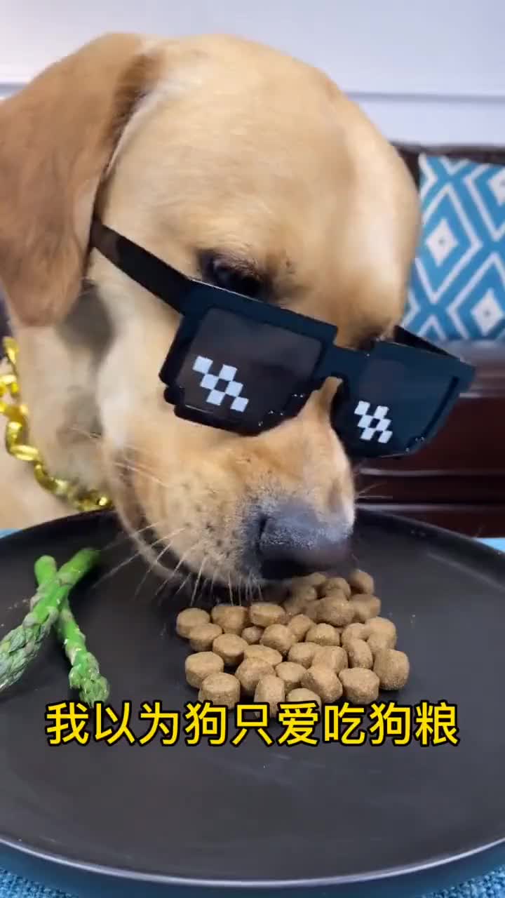 有的时候想想,做狗也不错,过得和它一样就行