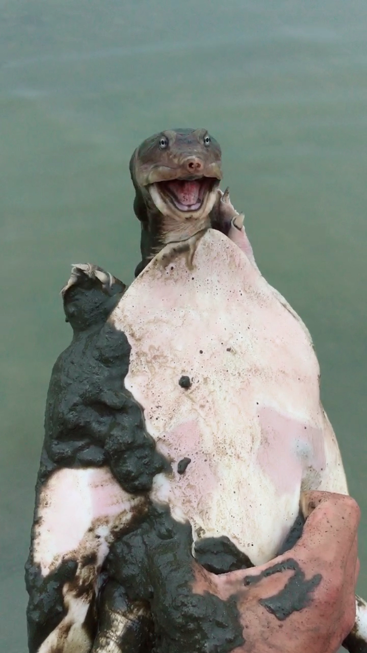 这甲鱼很灵敏,还没靠近就感觉到有危险头缩回去