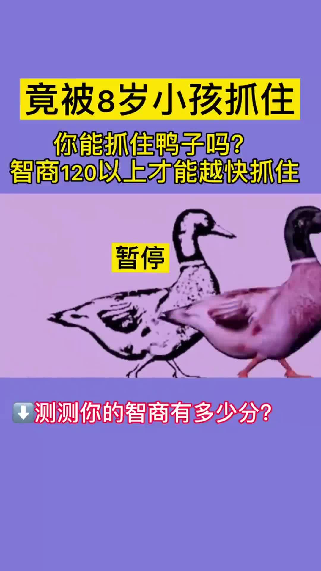 试试你几次能把鸭子抓住,智商越高抓得越快,我试了20次!