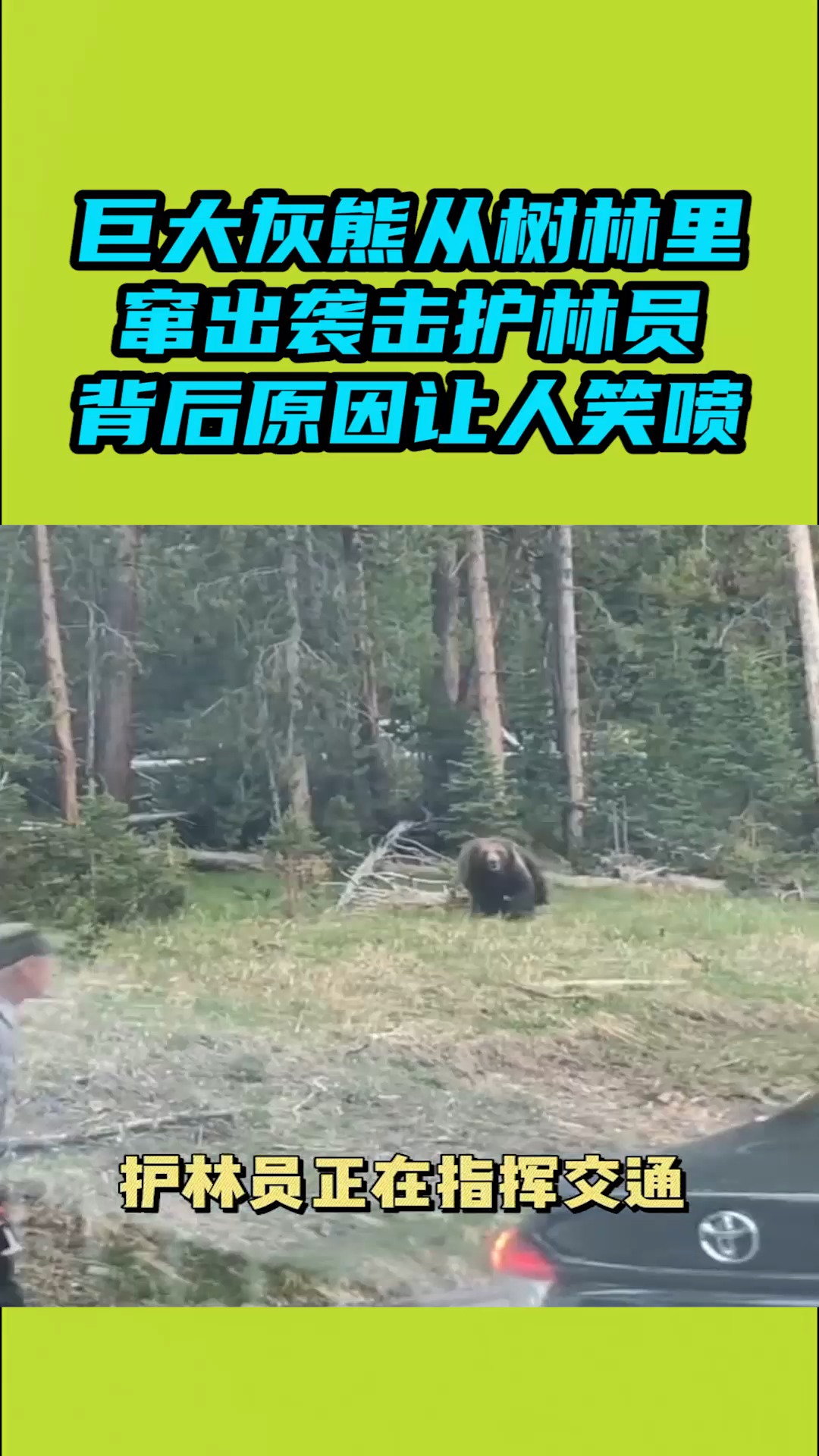 我要上热门#巨大灰熊从树林里窜出袭击护林员,背后原因让人笑喷