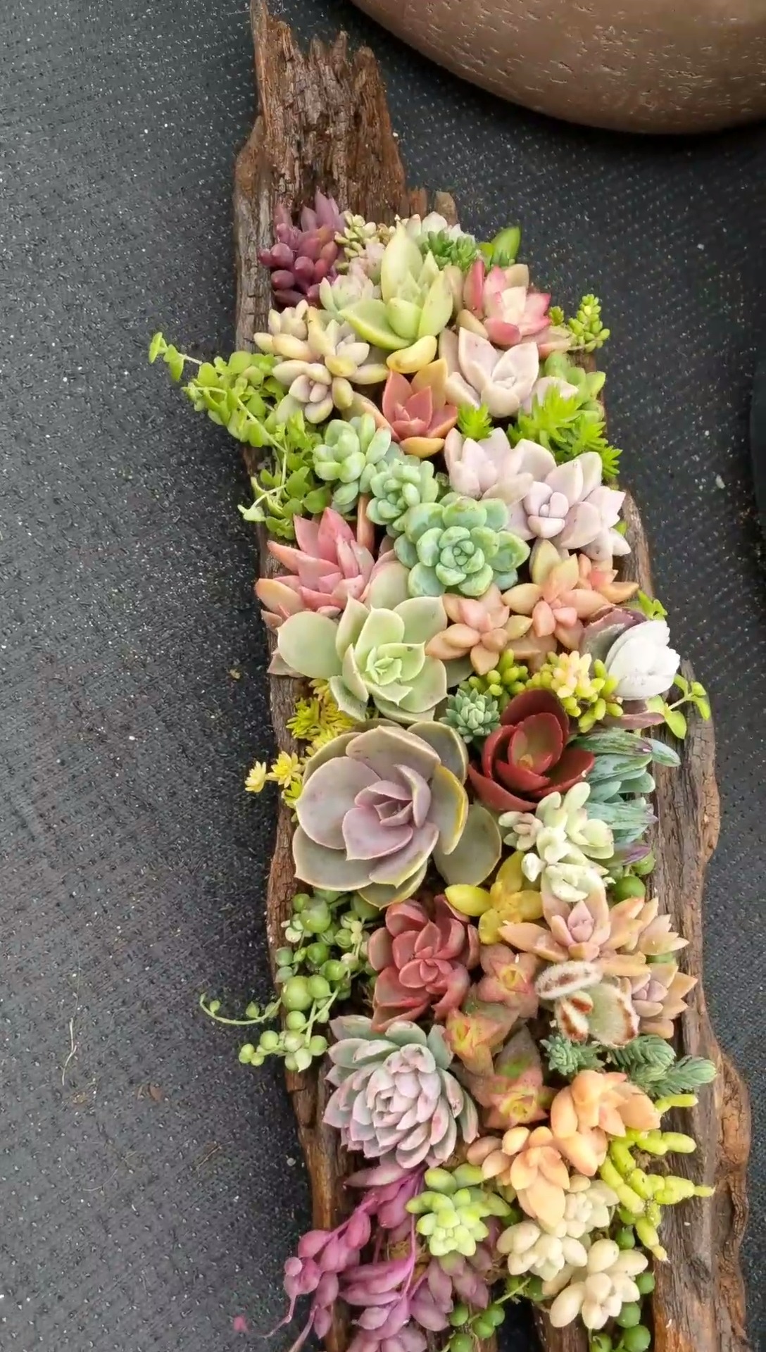 多肉#多肉艺术分享