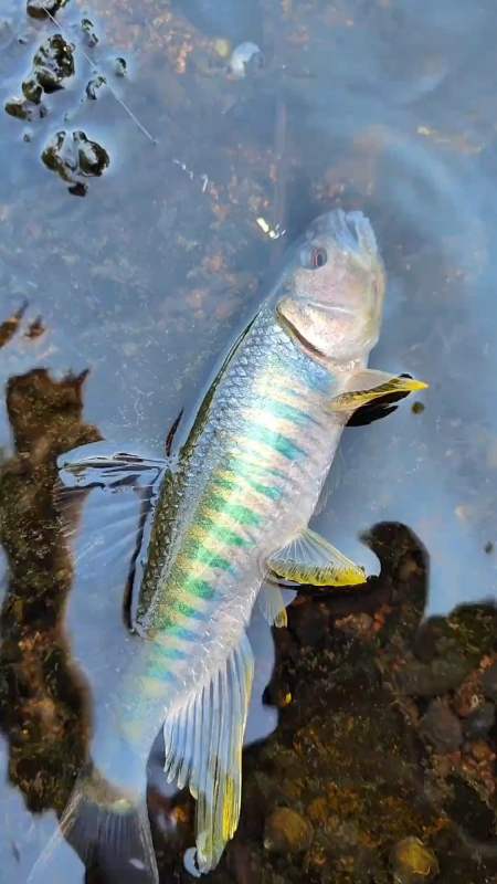 路亚马口 #马口鱼 #微物路亚 #马口小仙 #钓鱼-度小视