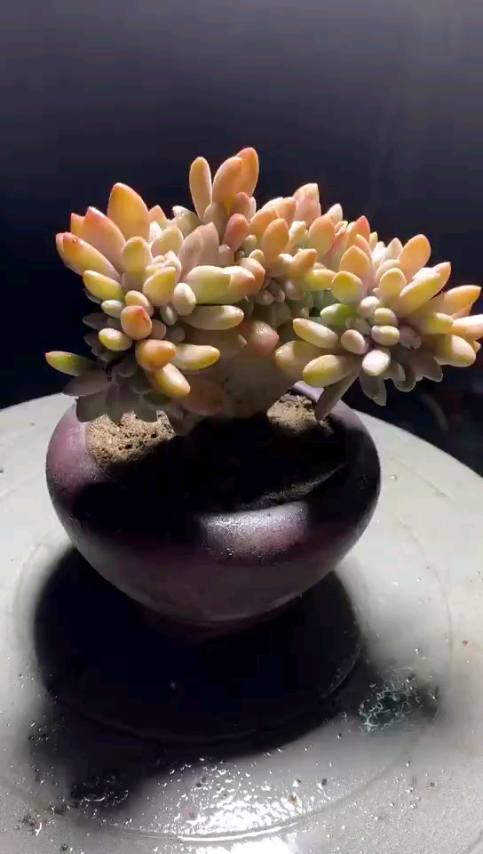 醉美人缀化15 不含盆