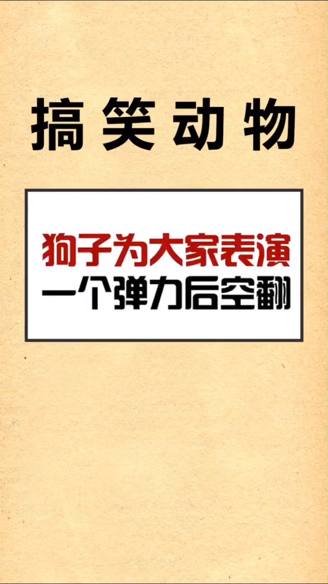 内涵搞笑#狗子:即将开始我的表演